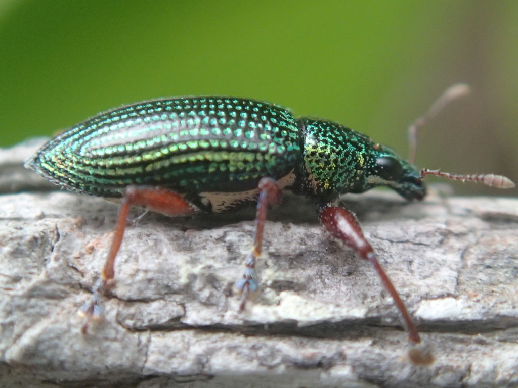 Cratopus aurostriatus