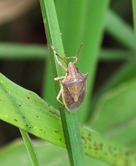 Oebalus
