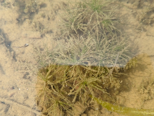 Image of Najas minor by (c) Tom Field, some rights reserved (CC BY)