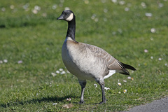 Branta hutchinsii leucopareia