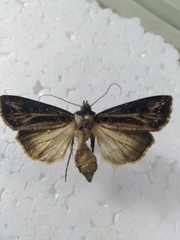 Agrotis trifurca