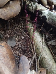 Seychellaria thomassetii