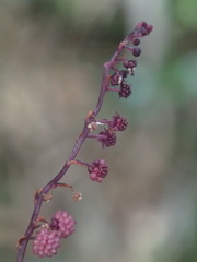Seychellaria thomassetii