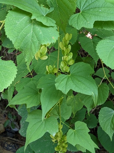 Fan-leaf mountain yam