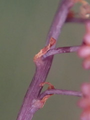 Seychellaria thomassetii