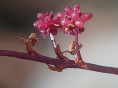 Seychellaria thomassetii