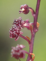 Seychellaria thomassetii