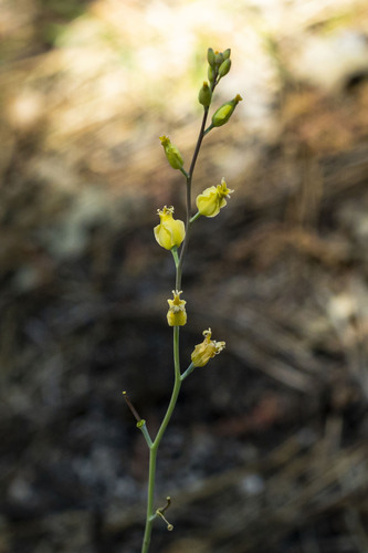 Laguna Mountains jewelflower (Streptanthus bernardinus)
