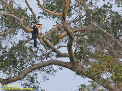 Anthracoceros coronatus