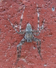 Araneus cavaticus