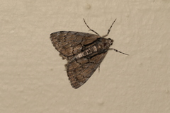 Rhuma argyraspis