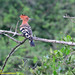 Indian Hoopoe - Photo (c) Kinmatsu Lin, some rights reserved (CC BY-NC), uploaded by Kinmatsu Lin