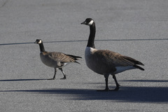 Branta hutchinsii leucopareia