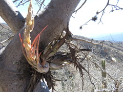 Tillandsia circinnatioides