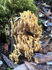 Ramaria lorithamnus