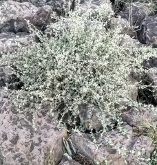 Galium stellatum