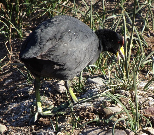 Andean Coot
