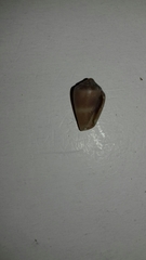 Conus ventricosus