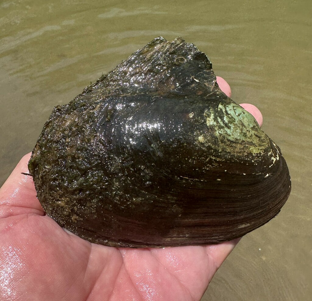 Pink Heelsplitter from Paint Rock River, near Whitaker Preserve ...