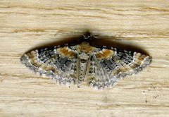 Eupithecia linariata