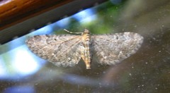 Eupithecia tripunctaria