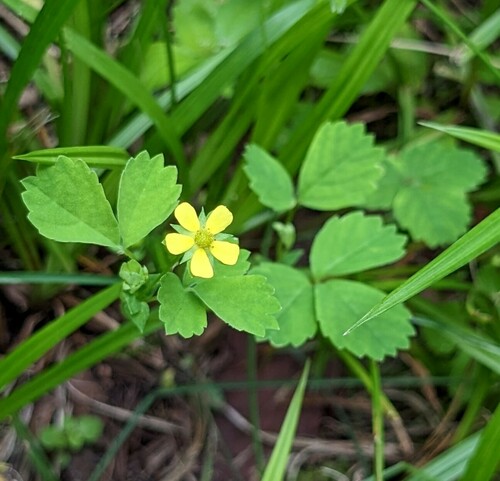 Potentilla centigrana