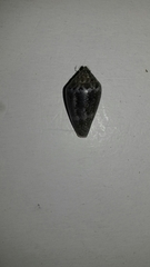 Conus ventricosus