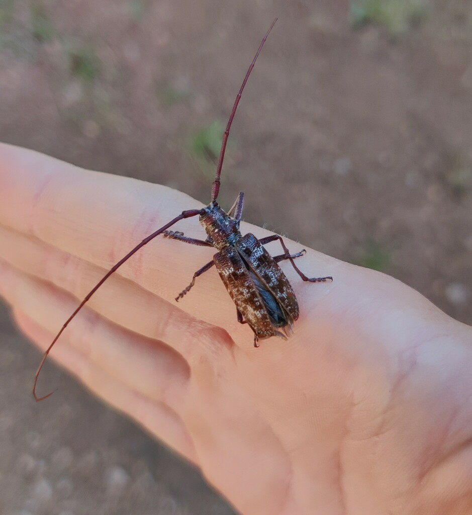 Monochamus obtusus from Clark County, WA, USA on July 9, 2023 at 0526