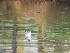 Chroicocephalus ridibundus