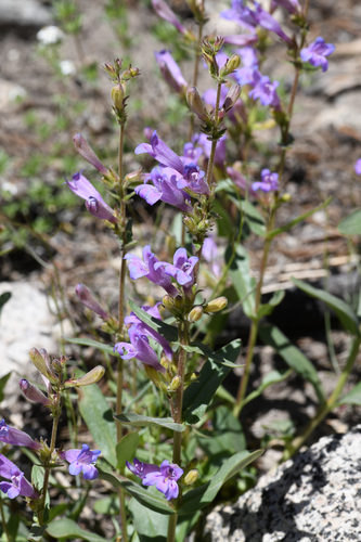 Inyo Beardtongue (Penstemon papillatus)