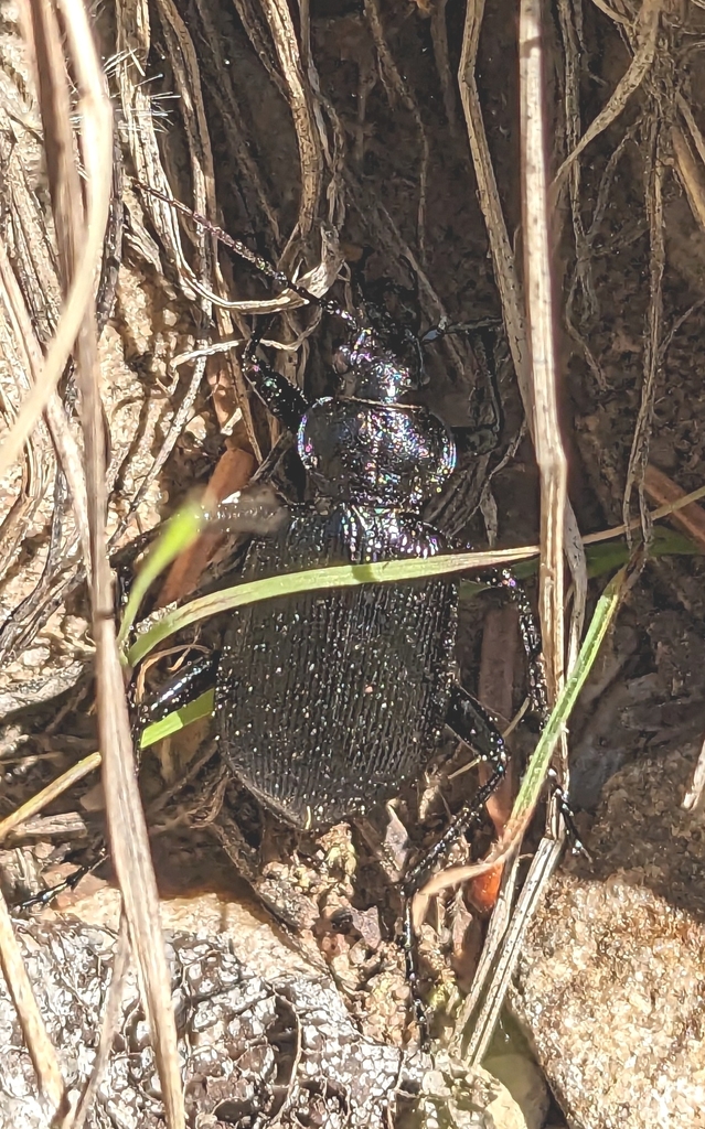 Calosoma obsoletum