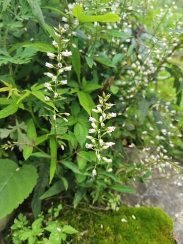 Lysimachia stenosepala