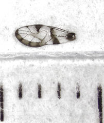 Abelopsocus basipunctatus