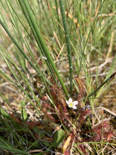 Slenderleaf sundew (Drosera linearis)