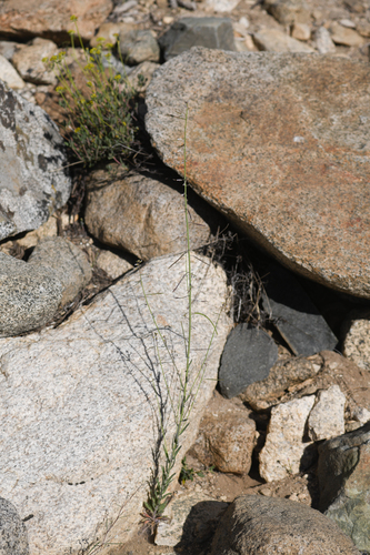 Inyo rockcress (Boechera inyoensis)