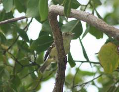Vireo pallens