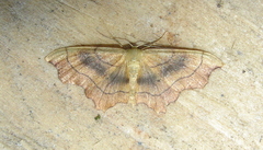 Idaea emarginata