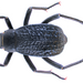 Pitted Beetle - Photo (c) URSchmidt, some rights reserved (CC BY-SA)