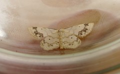Idaea trigeminata