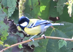 Parus monticolus