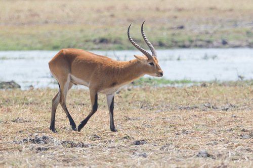 Lechwe, photo 6 of 10