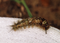 Naroma varipes