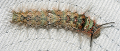 Naroma varipes