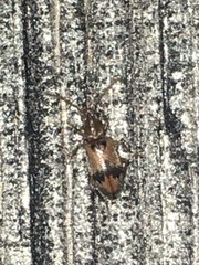 Notoxus desertus
