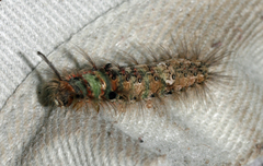 Naroma varipes