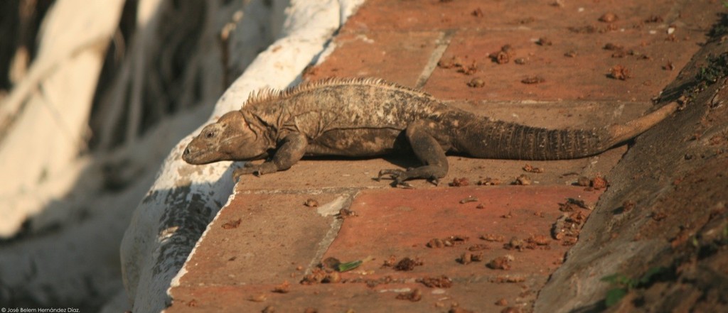 Veracruz Spiny-tailed Iguana