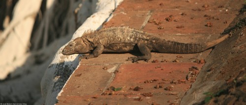 Eastern Mexican Spiny-Tailed Iguana