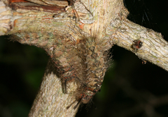 Naroma varipes
