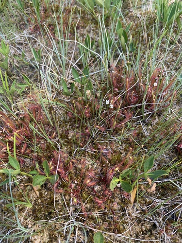 Slenderleaf sundew (Drosera linearis)