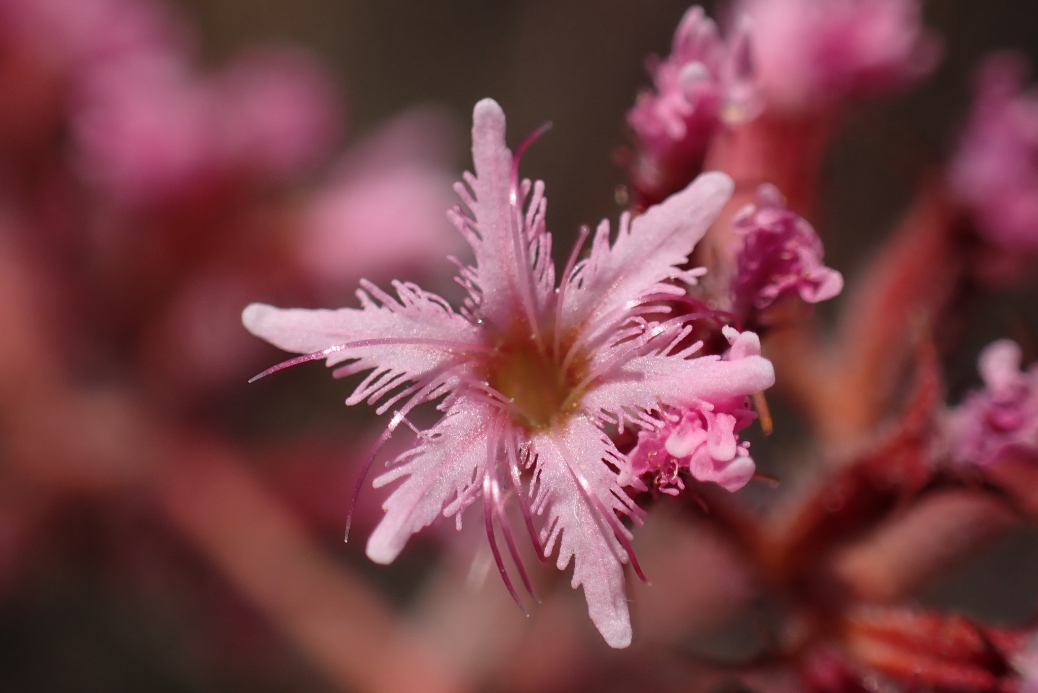 Chorizanthe fimbriata